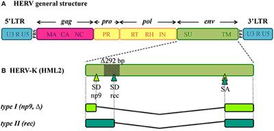 HERV Envelope Proteins: Physiological Role and Pathogenic Potential in Cancer and Autoimmunity